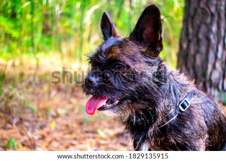 Close-up portrait of a small black dog on a background of the autumn forest. A cross between a French Bulldog and a Yorkshire Terrier.