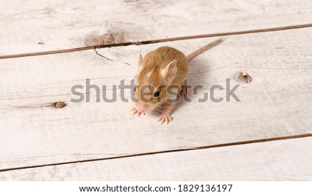 Spotted money coloring sand, baby rodent sits on a wooden table