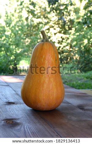 yellow pumpkin on a wooden Board in the open air in the garden against the background of nature