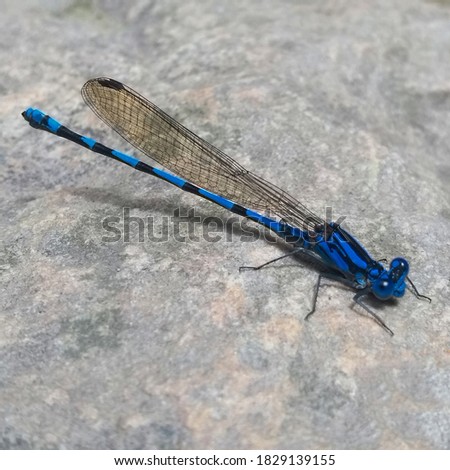 Blue dragonfly on top of a rock