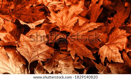 Autumn leaf on old white vintage wooden texture floor with free copy space for your ideas texts