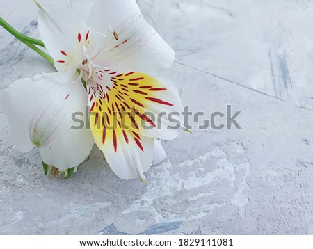 beautiful flower on a concrete background