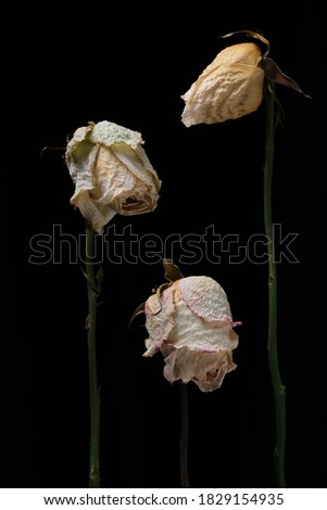 three old dry white rose buds on a black background