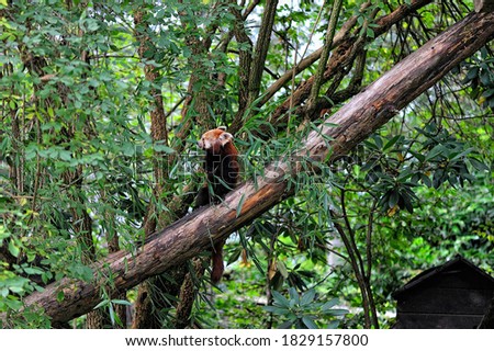 A red panda on a tree