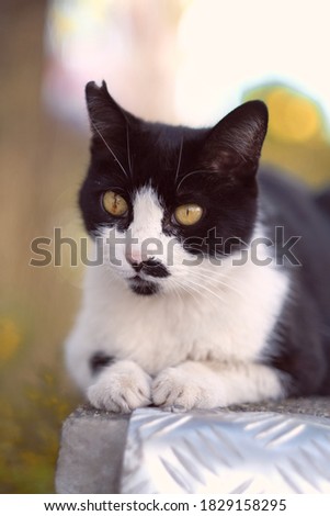 black and white domestic shorthair cat is sitting at the street