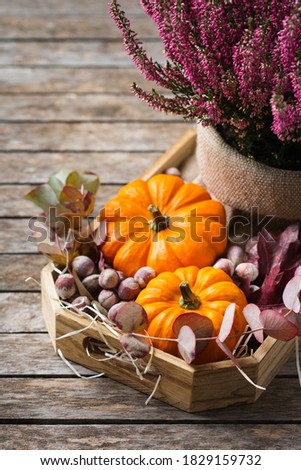 Creative autumn fall thanksgiving day composition with decorative orange pumpkins and purple heather. Still life wooden background. Floral, botanical concept.