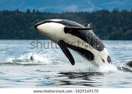 A Bigg's orca whale jumping out of the sea in Vancouver Island, Canada Royalty-Free Stock Photo #1829169170