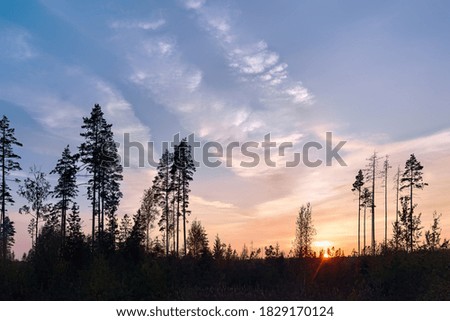 Northern landscape at sunset. Silhouettes of trees and the setting sun over the marsh