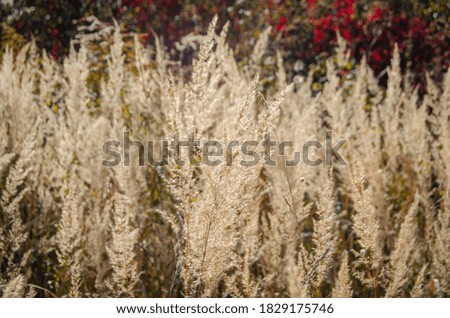 Spikelets of grass in the sun on an autumn day