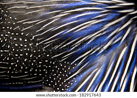 whith and blue coloured feathers of the pheasant. Picture can be used as a background
