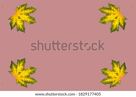 maple, yellow-green maple leaves on a lilac background, blank for further creativity, copy space