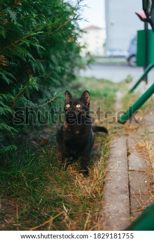 Cat walking on the street. Homeless cat. Tricolor cat walking in the yard. Pets.