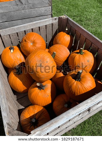 Pumpkin Patch In Large Crate