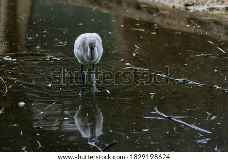 A small gray young flamingo stands in the water of a pond and hunts for food.