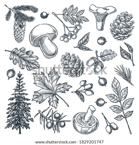 Autumn forest trees, mushrooms, plants and leaves set, isolated on white background. Vector hand drawn sketch illustration. Fall nature design elements