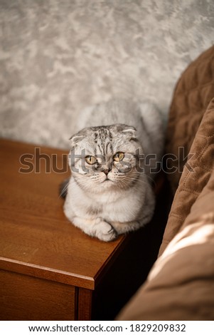 A beautiful gray large Scottish Fold cat or Scottish fold. Pet playful cat
