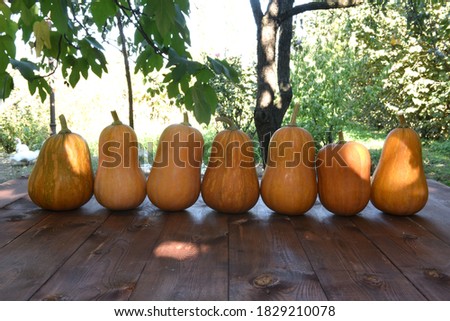 Yellow pumpkins standing in a row with sunlight on an autumn day on a wooden Board in the open air in the garden against the background of nature