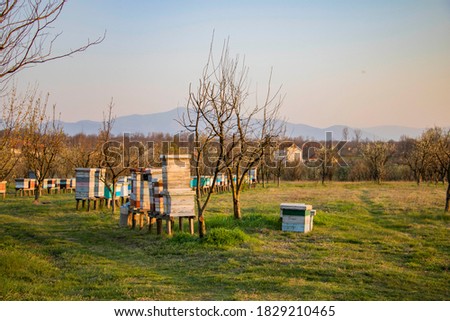 Beehives in a meadow in perspective. Serbia.