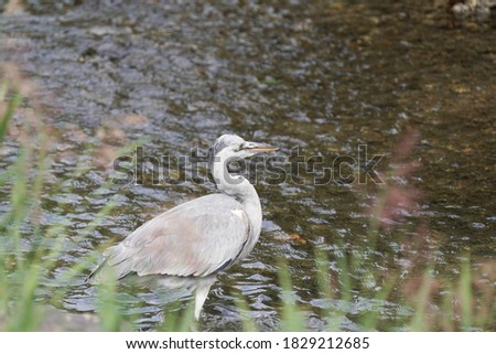 grey heron is in water