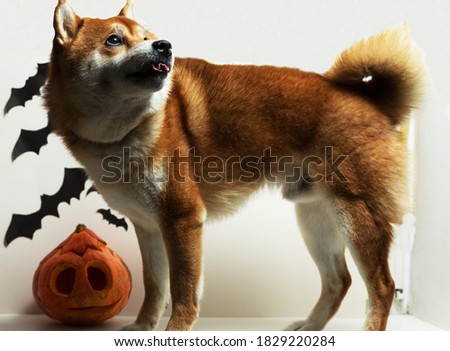 Halloween Pumpkins with bats and red dog Shiba Inu isolated on 
white background