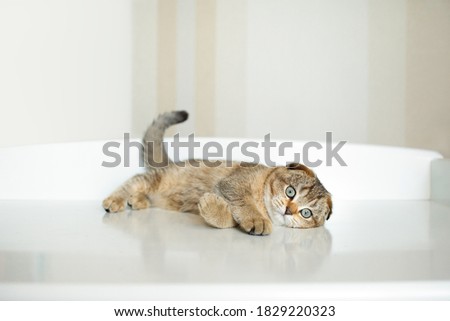 cute clean small lop-eared kitten of brown color on a light background in full growth.