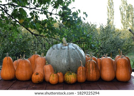 Yellow pumpkins standing in a row around a gray large pumpkin like around a leader on an autumn day on a wooden Board in the open air in the garden against the background of nature