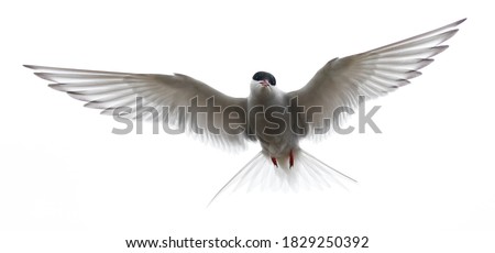 This is a picture of beautiful arctic tern