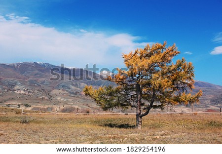 Autumn landscape in the mountains. Altai mountains. Close-up tree. Tourism, travel. Background, texture, element for design, print, postcard.