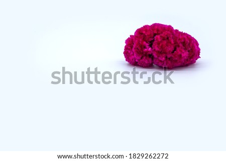Celosia, mexican flowers in Day of the Dead México. White background