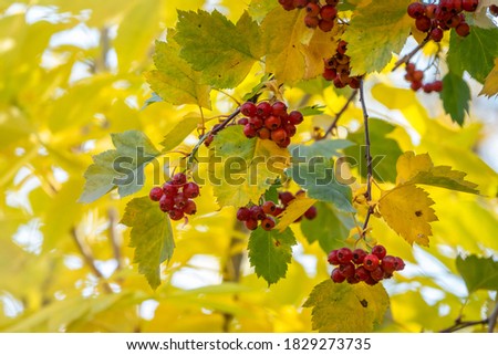 Autumn hawthorn branch with red berries and yellow green leaves on a blury background. Autumn leaf color background.