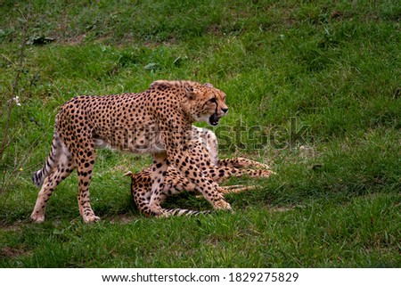 
wild adult and fast cheetah on a walk on the green grass in nature in the park during the day