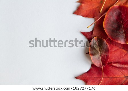 Colorful autumn frame from red fallen leaves on white background. Copy space for your text and decorations.