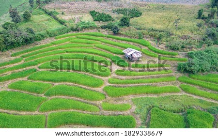 Terraced rice fields and there is one hut.Terraced rice fields.Rice fields in rural northern Thailand.
High angle image, green rice field plot.