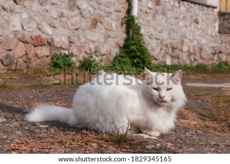 A dirty street fluffy white cat lies on the asphalt and bask in the sun