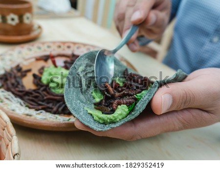 preparing red maguey worm tacos, chinicuil roast, traditional mexican food, chinicuil tacos with guacamole Royalty-Free Stock Photo #1829352419