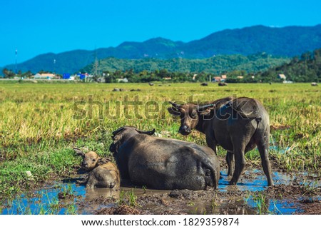 Water Buffalo Family calf lie Together in field puddle, looking at camera, meadow grass, sunny clear sky, forested mountains background. Landscape scenery, beauty of nature animals concept summer day