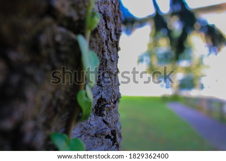 Closeup of tree with bright building in background