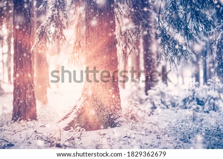 Beautiful trees are in the winter forest in snowfall on a sunny day. Fluffy snow is lying on fragile spruce branches. Snowflacks are falling and sticking on the trunks.