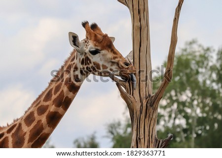 A beautiful portrait photo of this giraffe