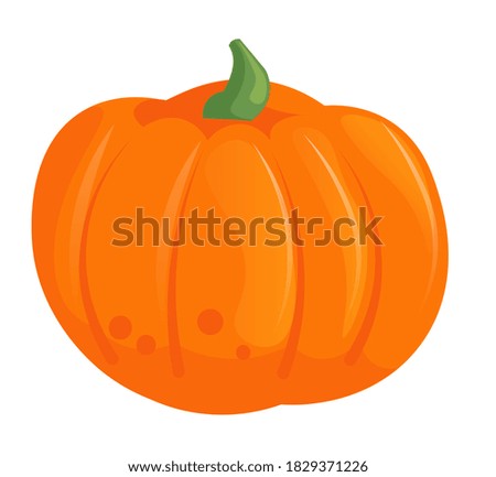 Fall pumpkin vegetable for farm market, thanksgiving pie or halloween jack-o-lantern vector illustration isolated on white background