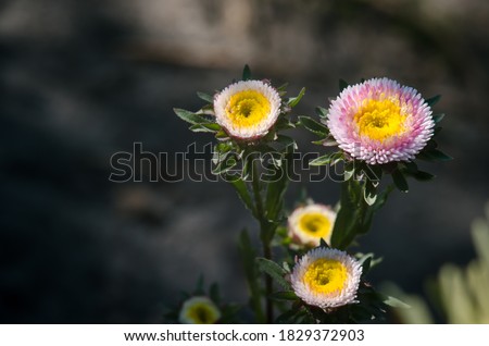 beautiful round bicolor flowers in macro