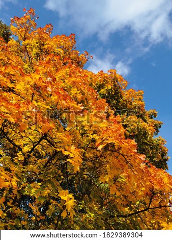 Autumn in the park on the Elagin Island of St. Petersburg.  Trees with red, yellow and green leaves against a blue sky with clouds.