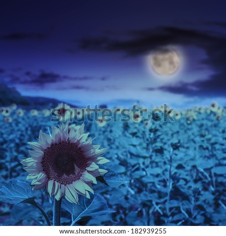 big yellow sunflower head in a field on a background of blue sky at night in moon light