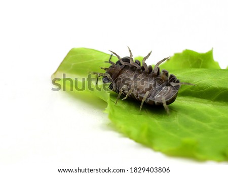 Sow bug, woodlouse, oniscus Asellus, legs up white background, funny wallpaper