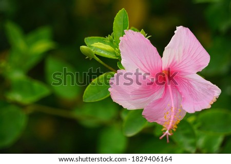 An isolated pink hibiscus with blurred background