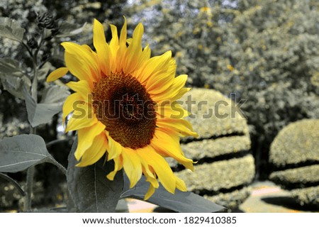 sunflower at a yard in the netherlands