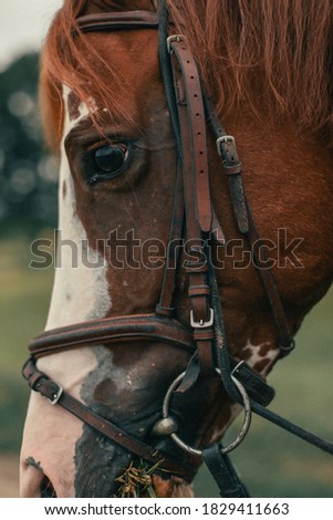 close portrait of a horse
