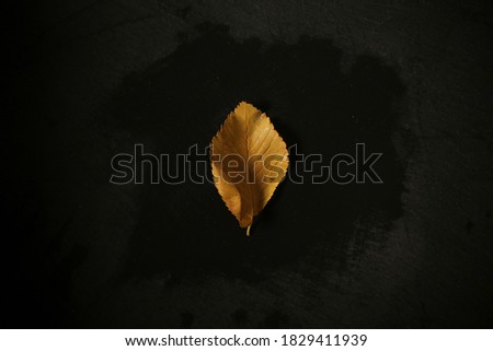 autumn leaf lies on a black background there is a place to write
