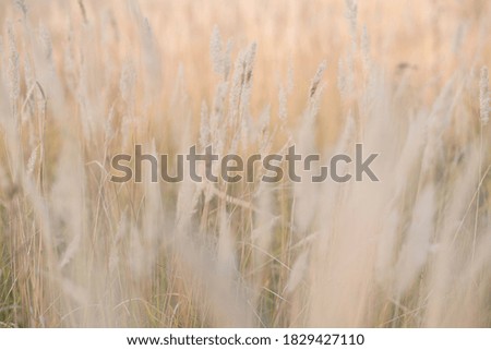Soft focus blurred background image of Sunrise in field. Autumn rural landscape with fog, sunrise and blossoming meadow. wild grass blooming on Sunrise. Samara, Russia.