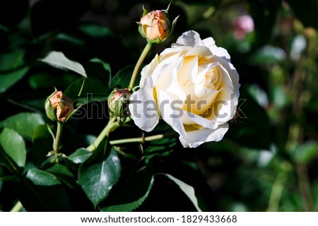 White rose on a background of green leaves.